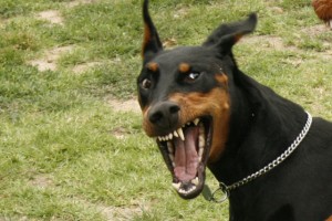 snarling20karly_6 Does your mother know you talk like that? Photo: LA Times Blog